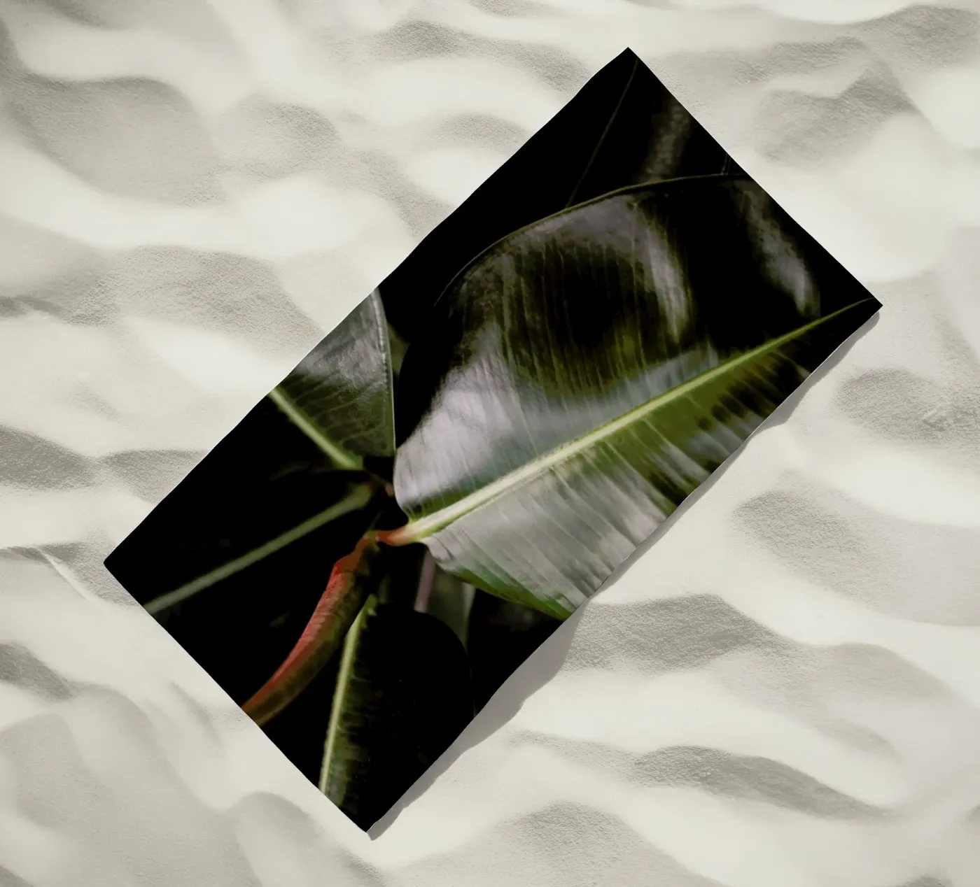Ficus Bubu beach towel by Shot By Clint