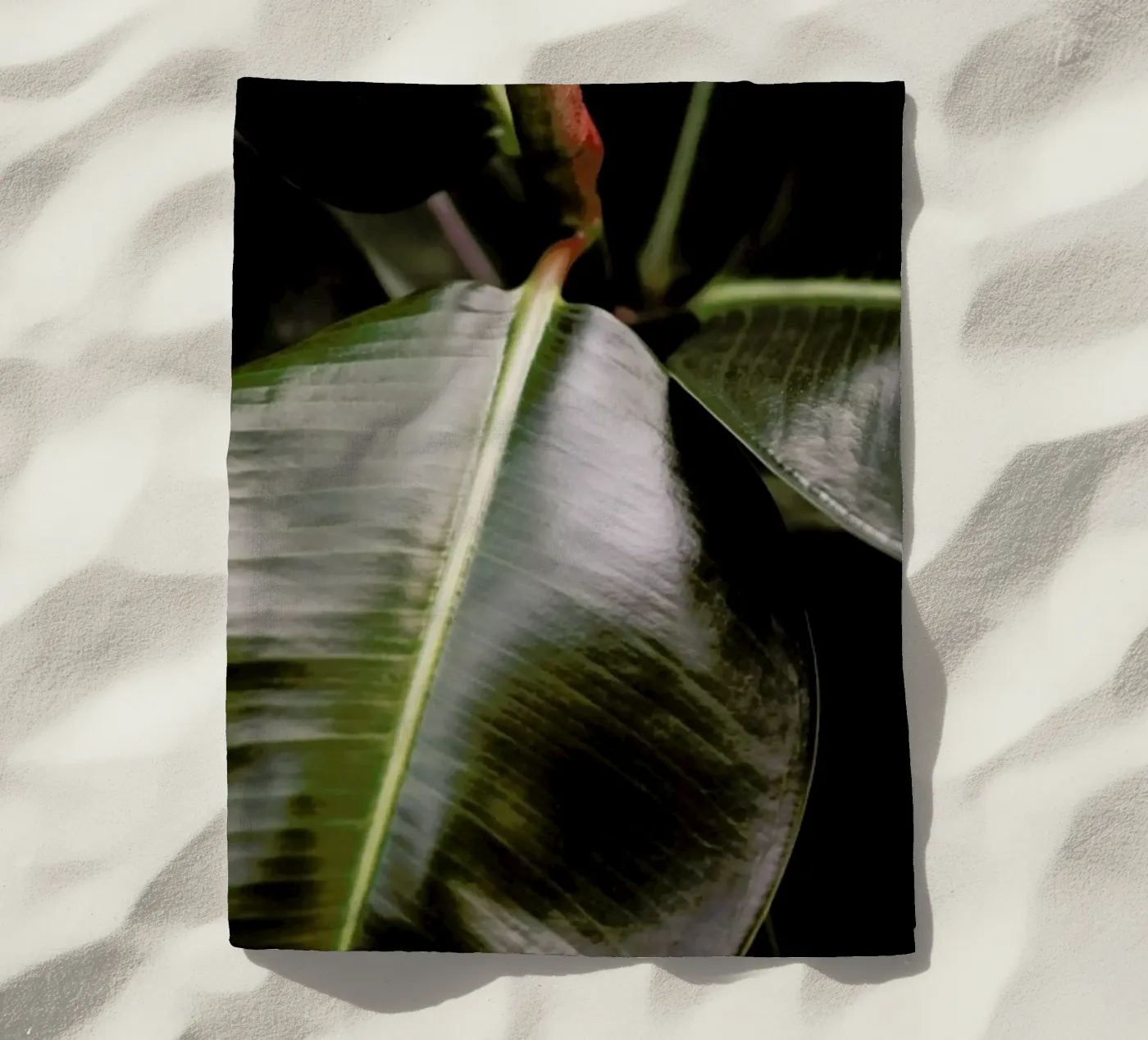 Ficus Bubu beach towel by Shot By Clint