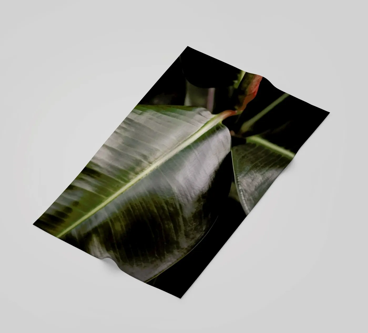 Ficus Bubu beach towel by Shot By Clint