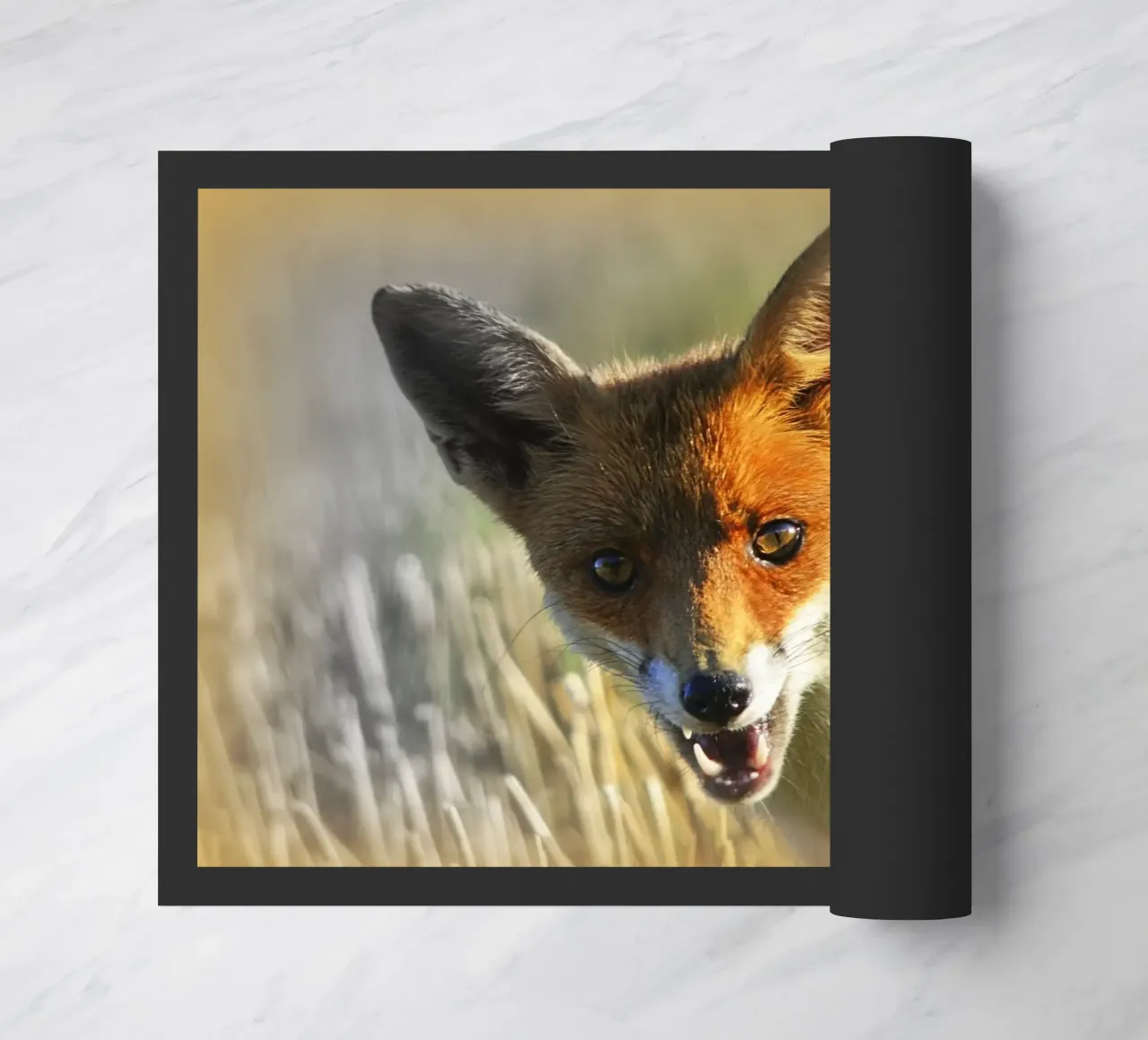 FAA208 zerbino da Thierry vobmann photography