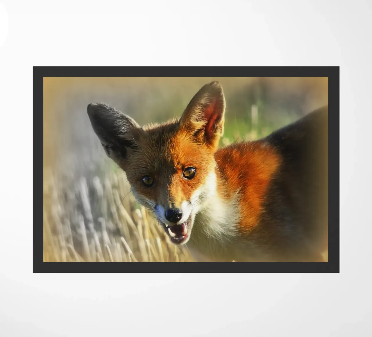 FAA208 zerbino da Thierry vobmann photography