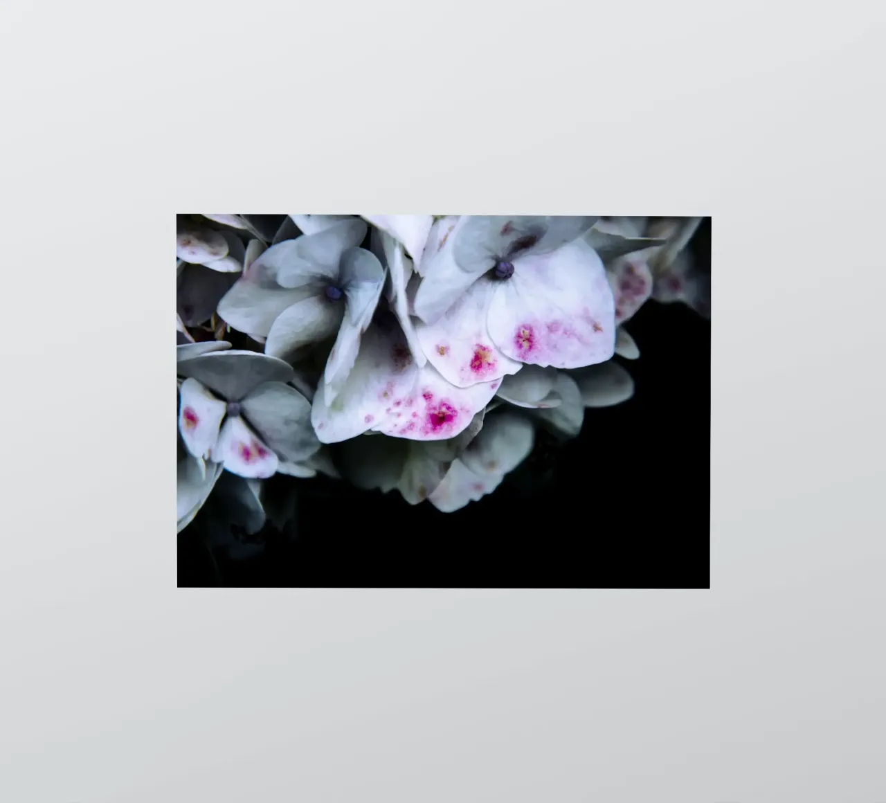 Blume rosa Hortensie Sticker von Teresa André
