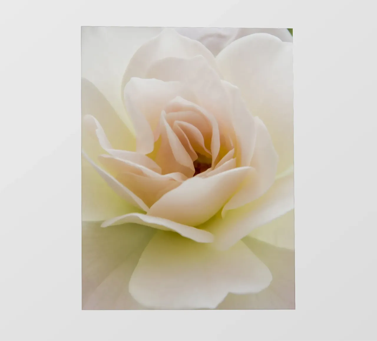 Flower beige rose photo wallpaper by Teresa André