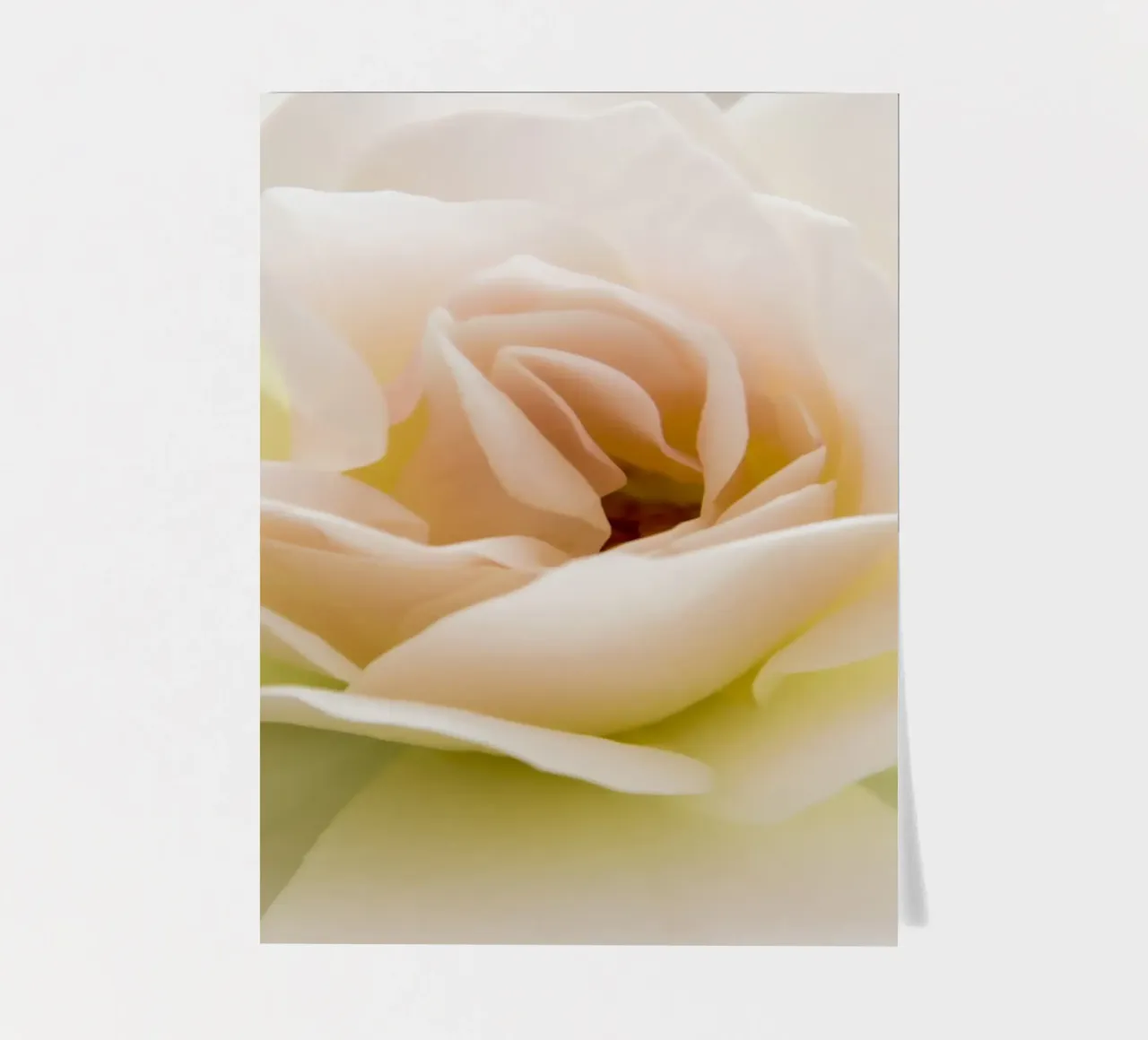 Flower beige rose sticker sheet by Teresa André