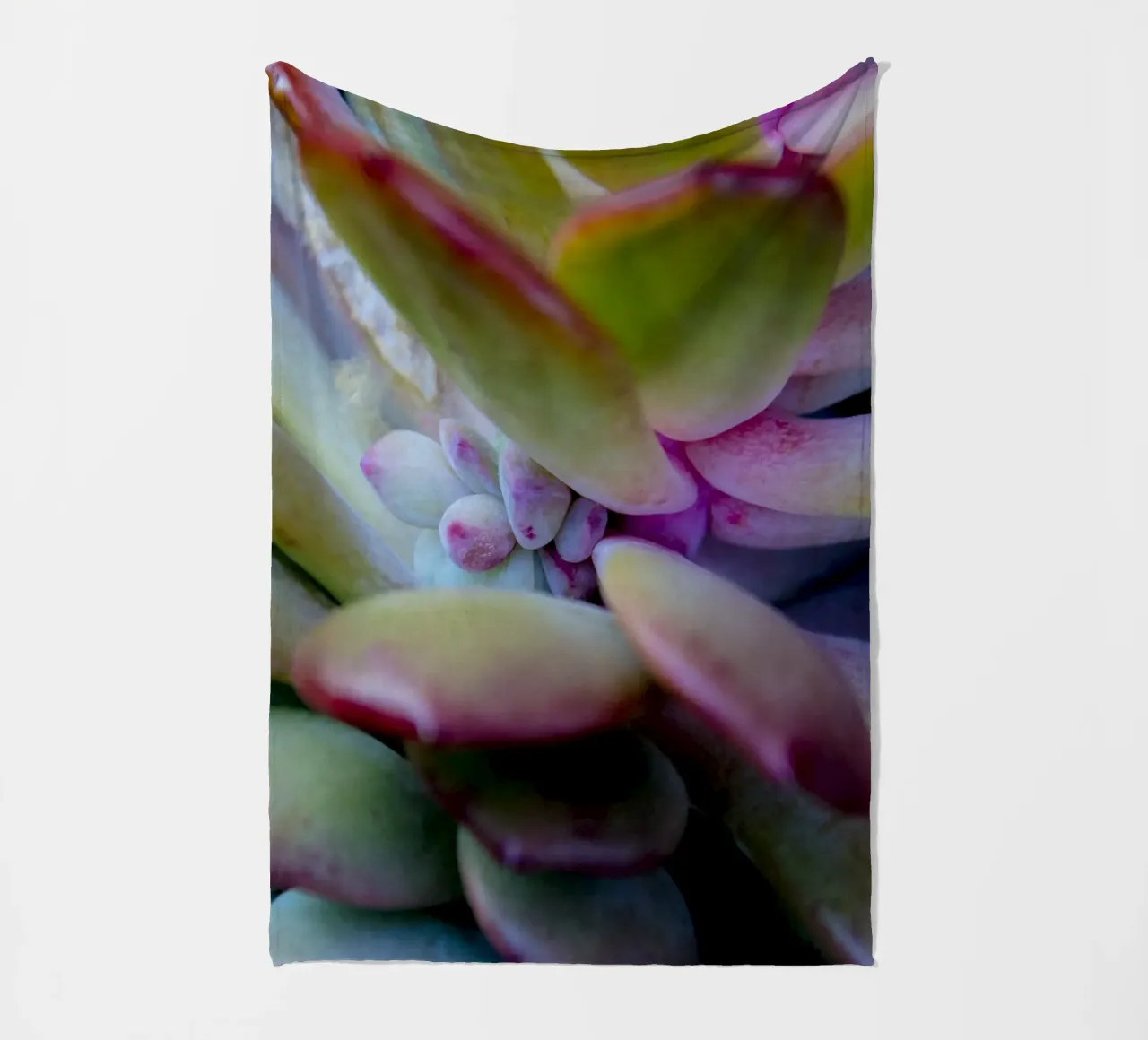 Dettaglio succulente coperta in pile da Teresa André