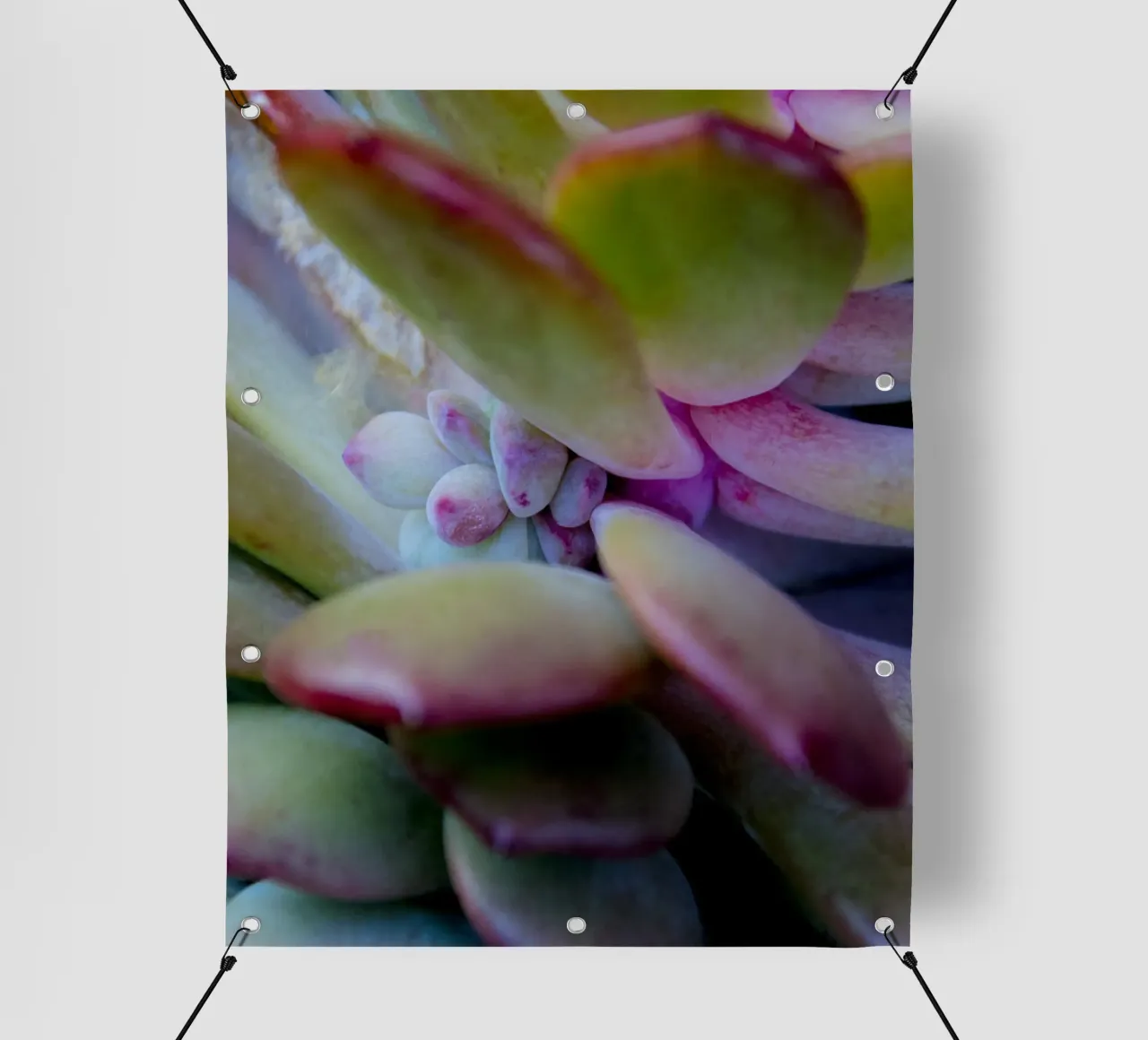 Dettaglio succulente telo in pvc da Teresa André