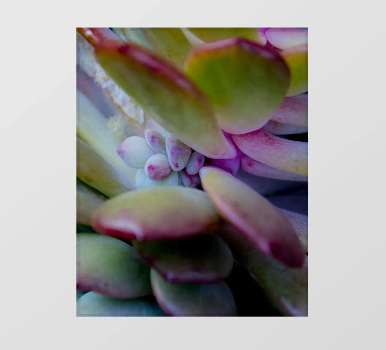 Dettaglio succulente telo in pvc da Teresa André