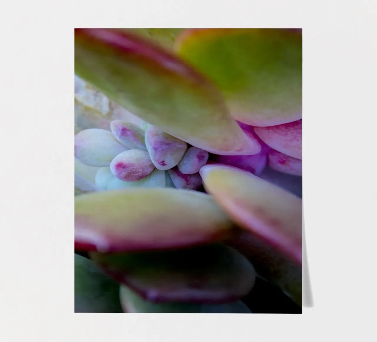 Succulent detail sticker sheet by Teresa André