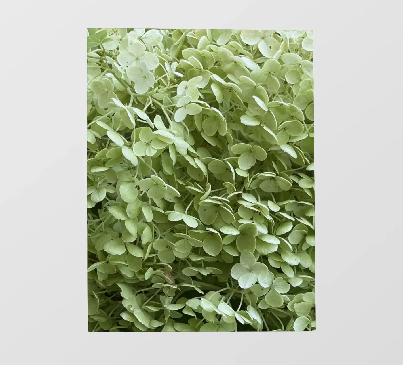 Hydrangea pvc cover by Estelle Création