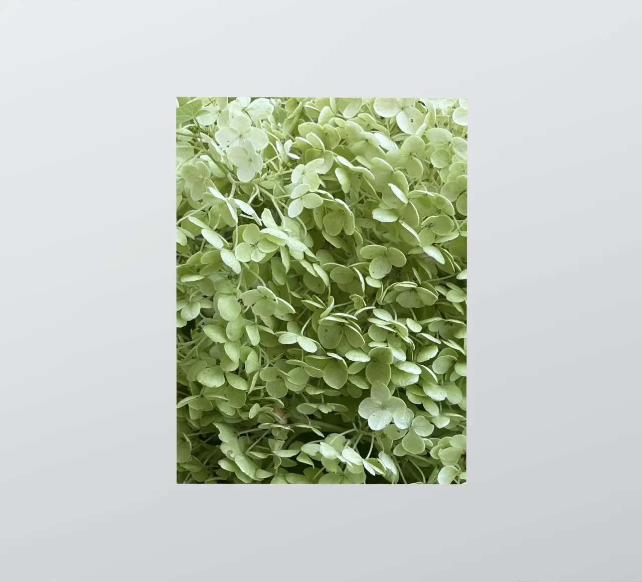 Hydrangea sticker by Estelle Création