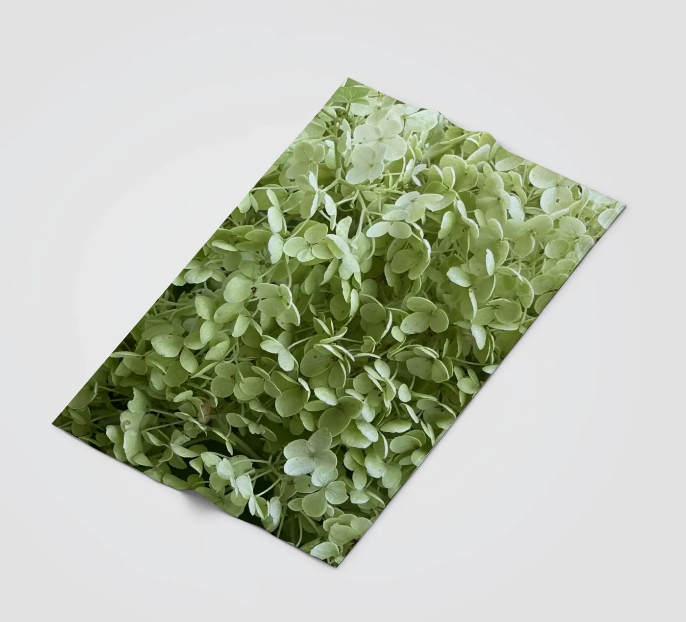 Hydrangea coperta in pile da Estelle Création