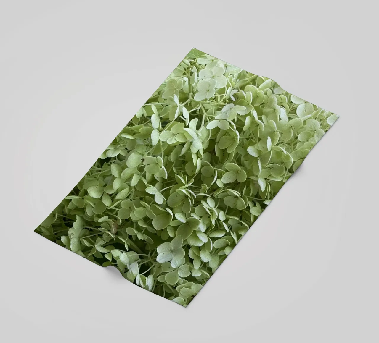 Hydrangea telo mare da Estelle Création