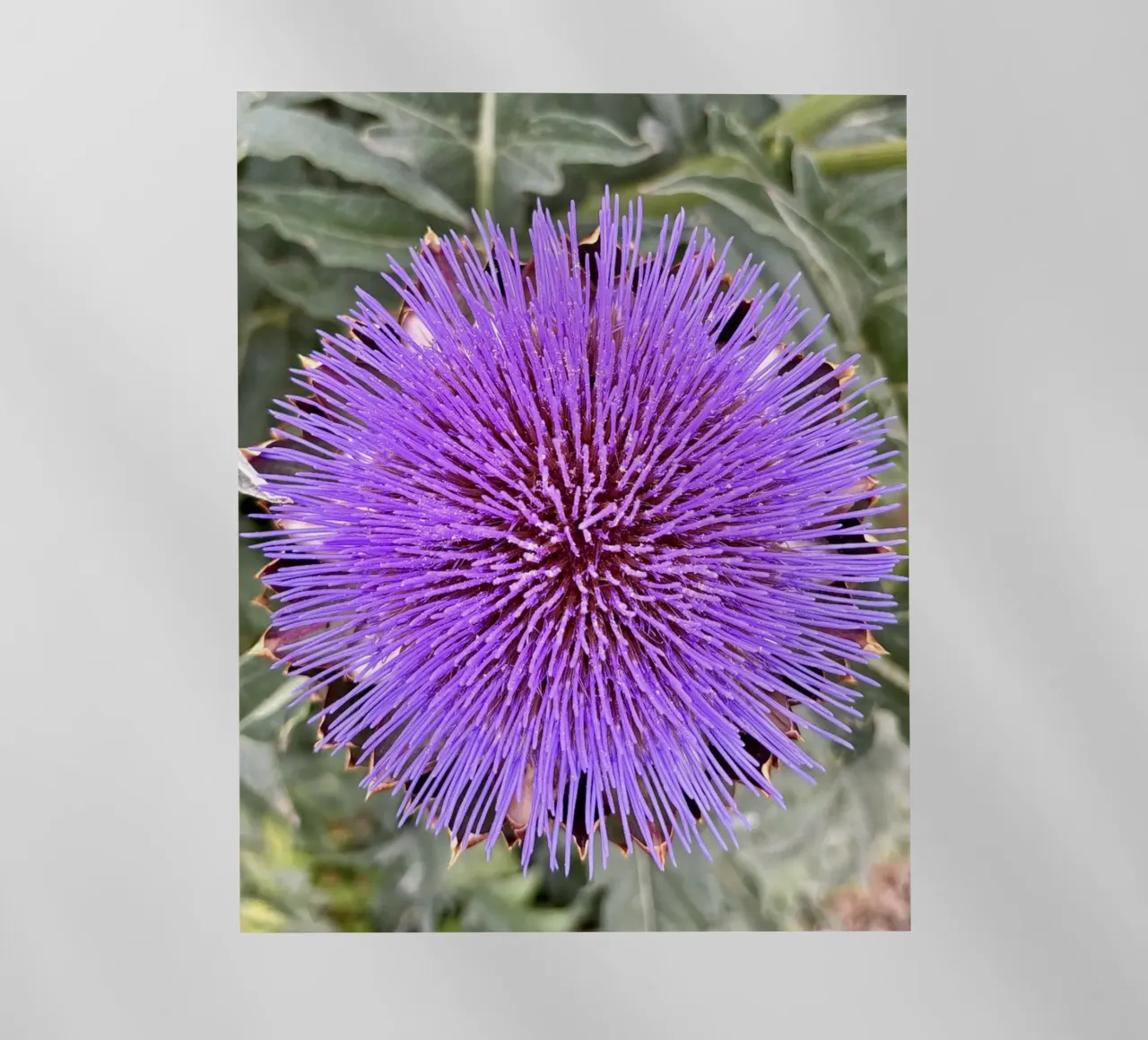 Fiore pellicola backlit da Estelle Création