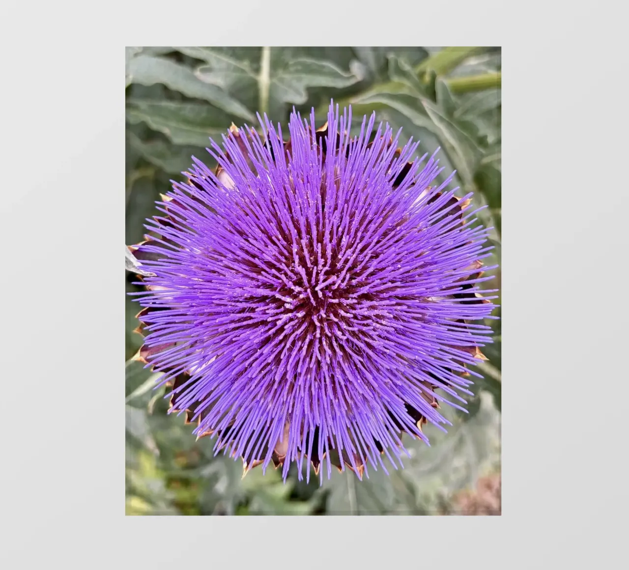 Fiore pellicola backlit da Estelle Création