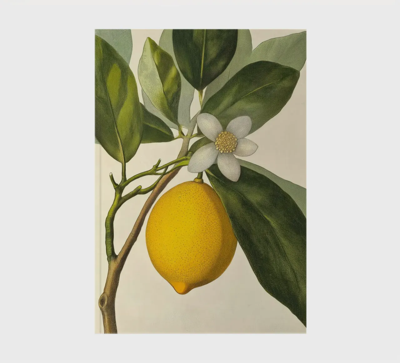 Limone e fiori Retro Vintage Botanico Boho Frutta Tropicale diario da Gentle Echoes Art