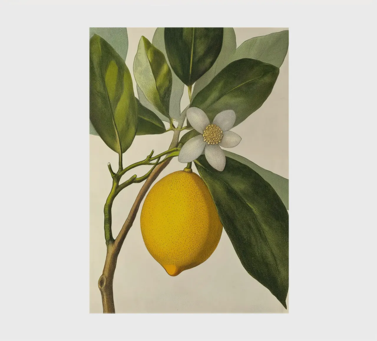 Limone e fiori Retro Vintage Botanico Boho Frutta Tropicale diario da Gentle Echoes Art