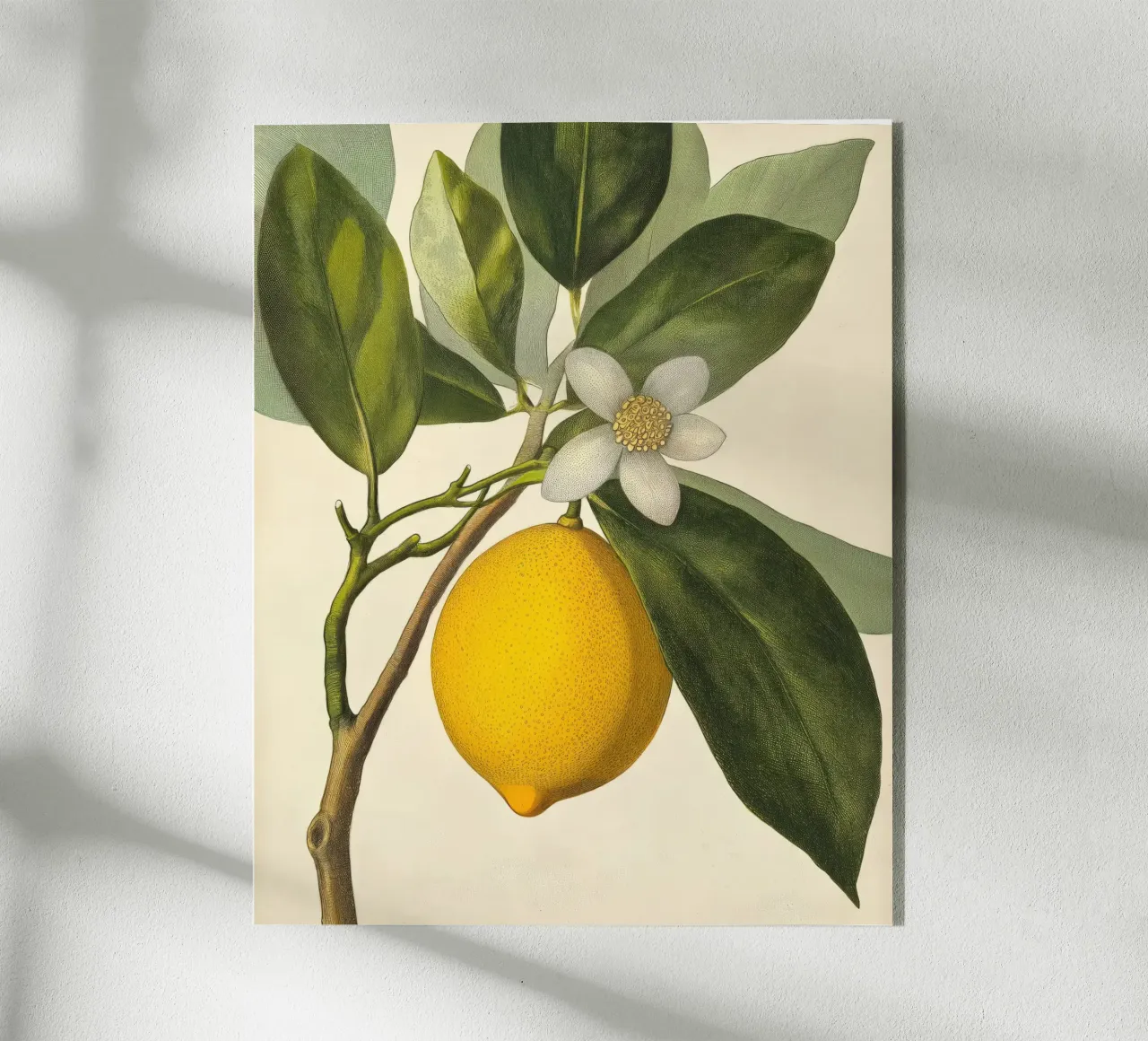 Limone e fiori Retro Vintage Botanico Boho Frutta Tropicale plexiglass da Gentle Echoes Art
