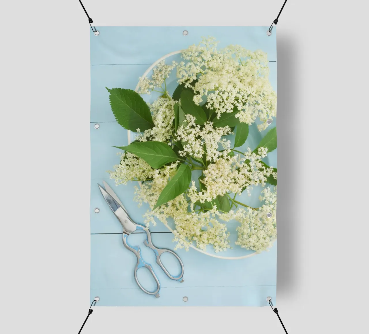 Raccolta di fiori di sambuco su tavolo blu rustico telo in pvc da foodphotolove