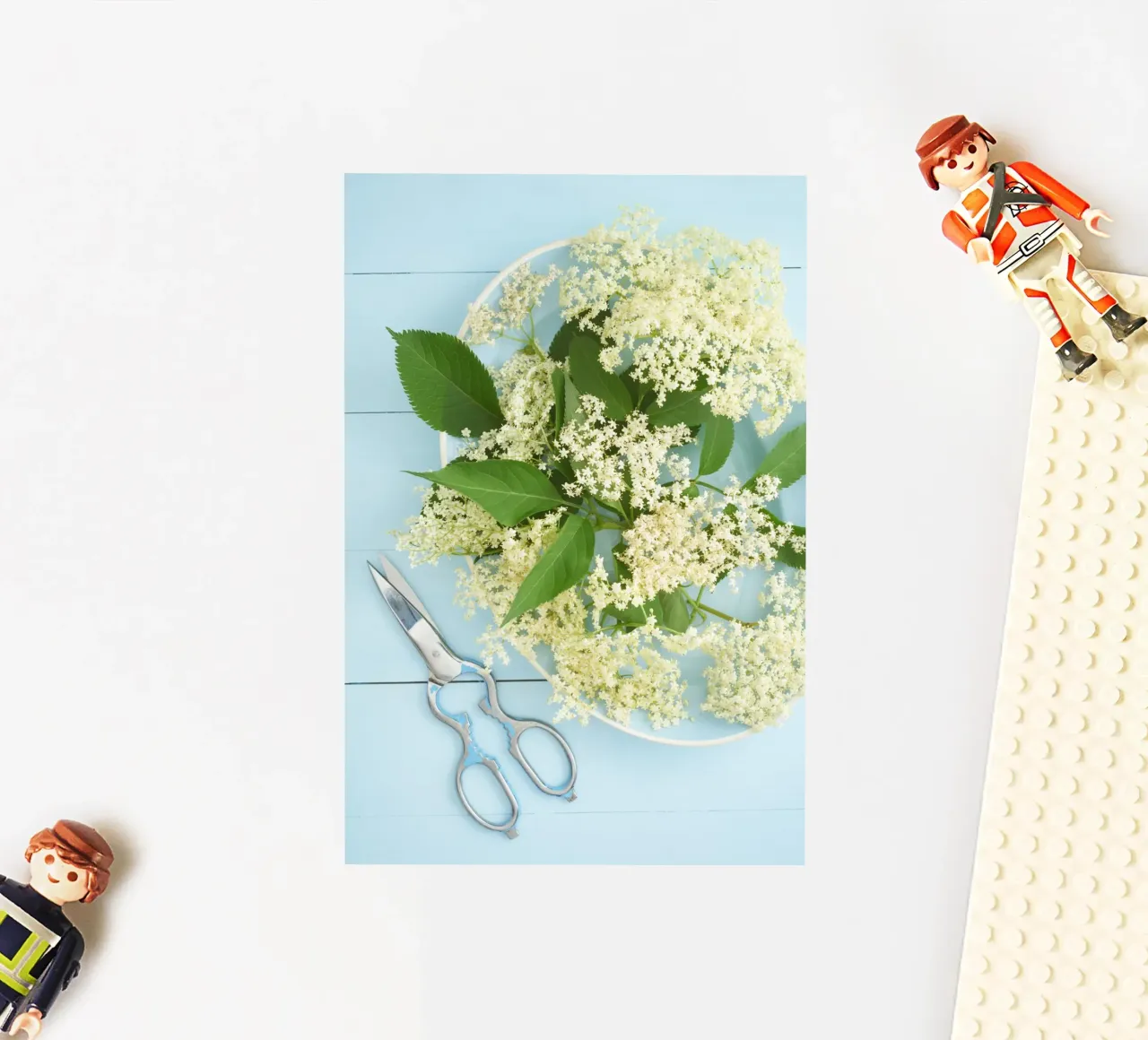 Cosecha de flores de saúco en una mesa rústica azul pegatina de foodphotolove