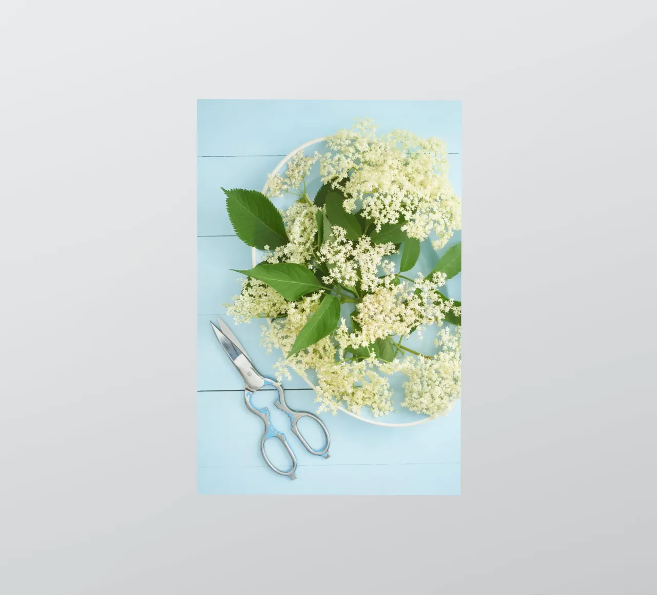 Cosecha de flores de saúco en una mesa rústica azul pegatina de foodphotolove
