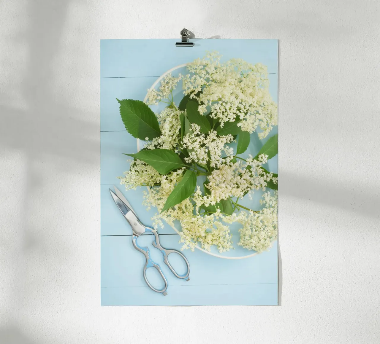 Raccolta di fiori di sambuco su tavolo blu rustico carta hahnemühle da foodphotolove