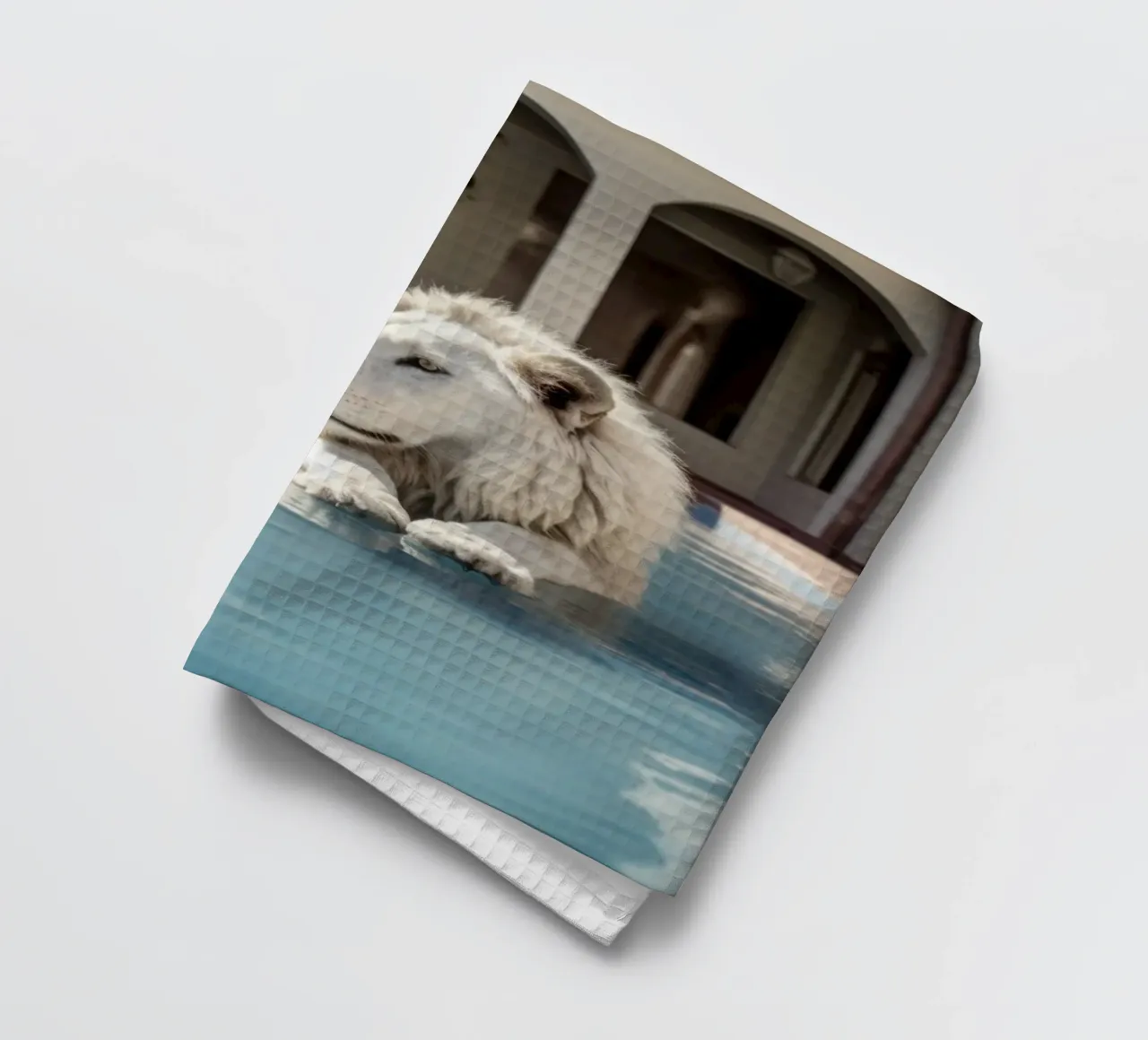 Le lion blanc se détend dans une piscine de luxe torchon de Lisa Artifexia