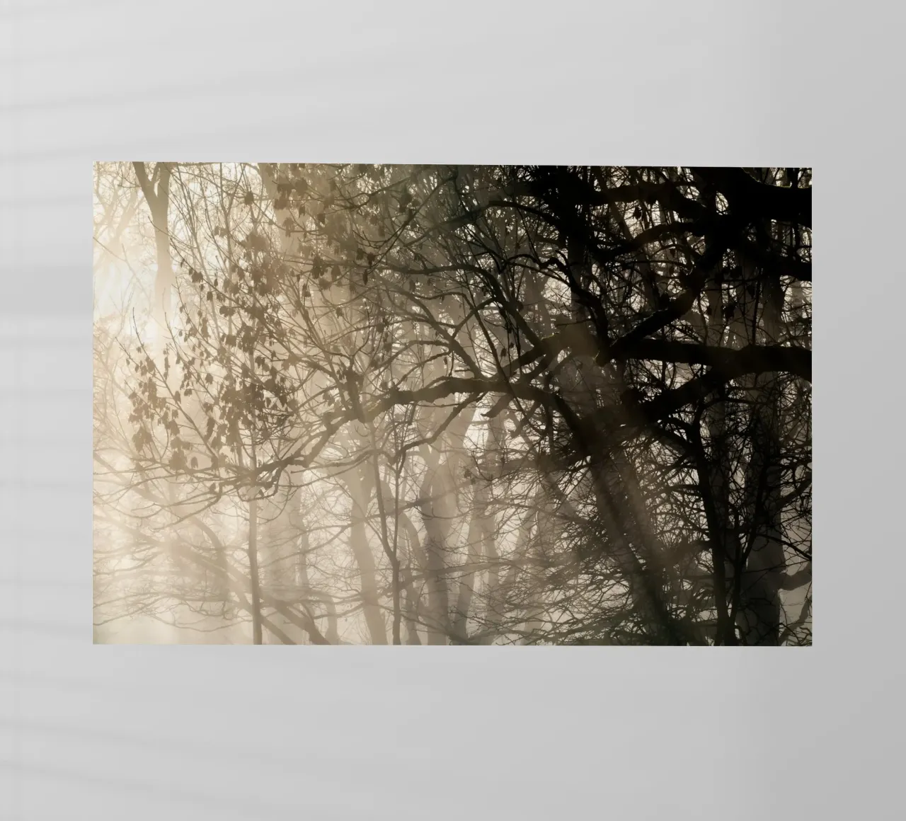 An image of a beautiful tree in the fog in the forest Backlit Folie von anderm