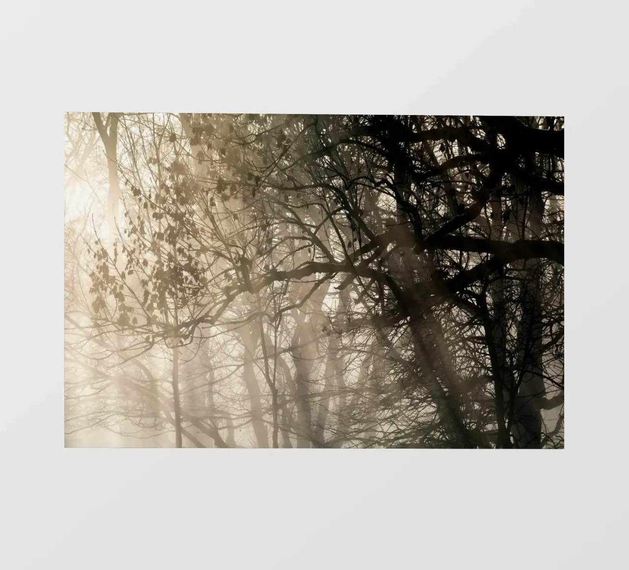 An image of a beautiful tree in the fog in the forest pellicola backlit da anderm