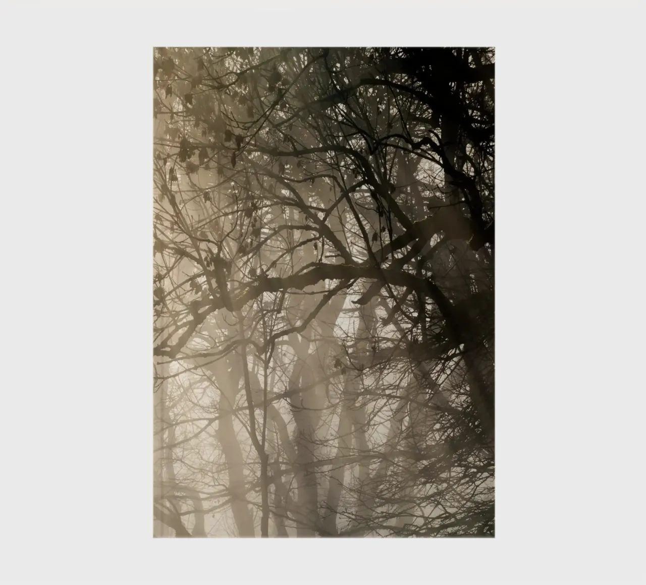 An image of a beautiful tree in the fog in the forest diario da anderm