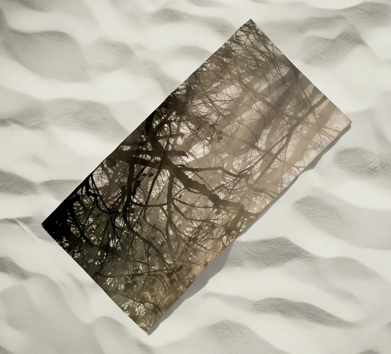 An image of a beautiful tree in the fog in the forest telo mare da anderm