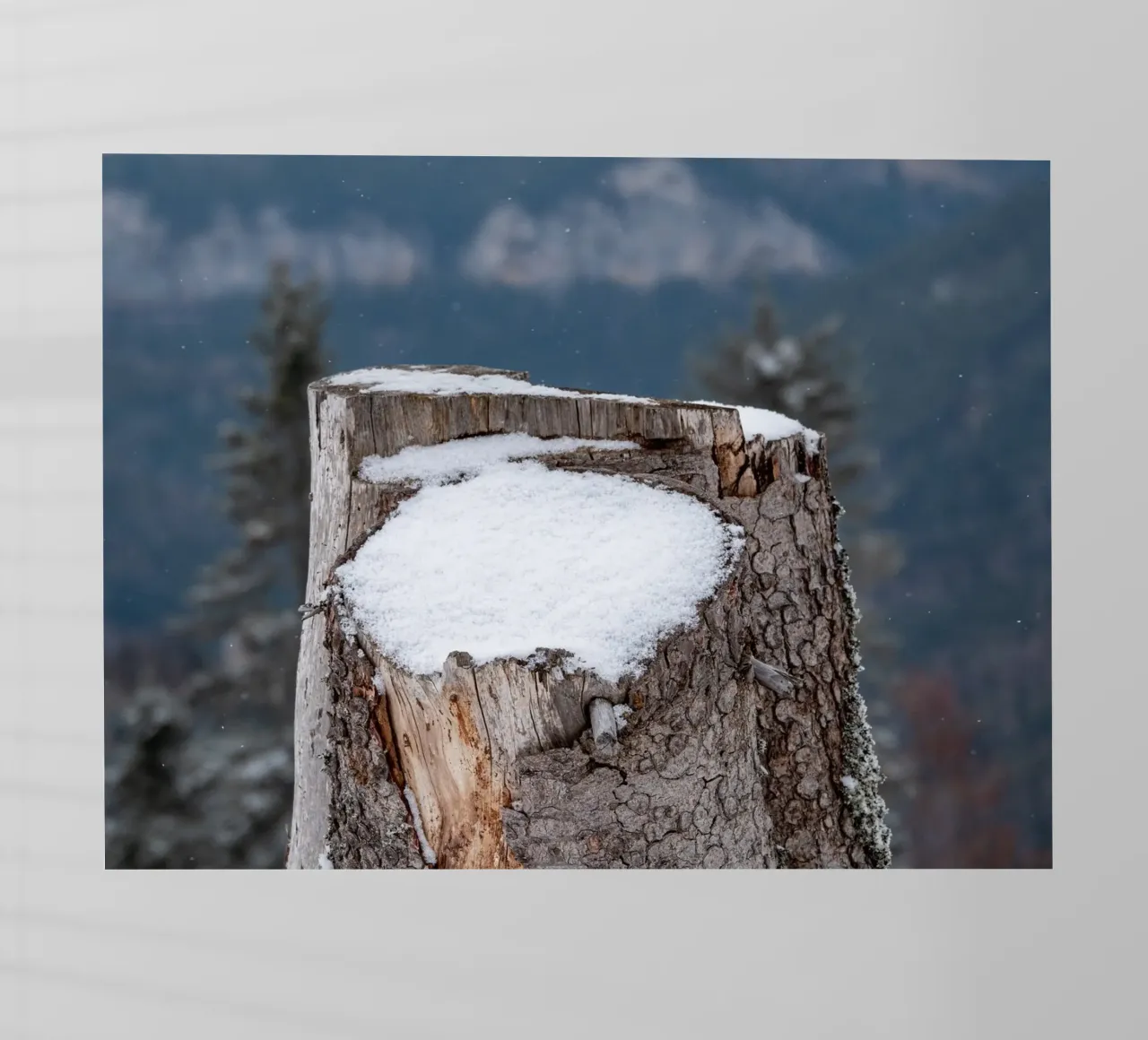 Tronco d'albero coperto di neve pellicola backlit da anderm