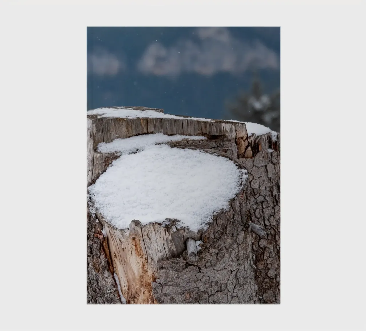 Snow covered tree trunk notebook by anderm