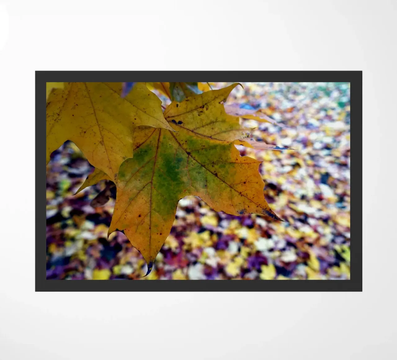 Foglie d'autunno zerbino da Massimo Frascogna