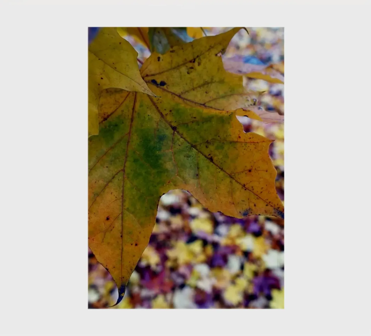 Feuilles d'automne carnet de notes de Massimo Frascogna