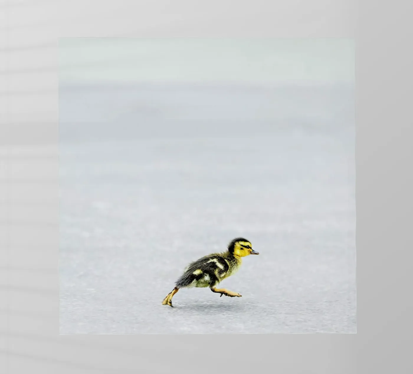 Duckling pellicola backlit da Charlotte Curd