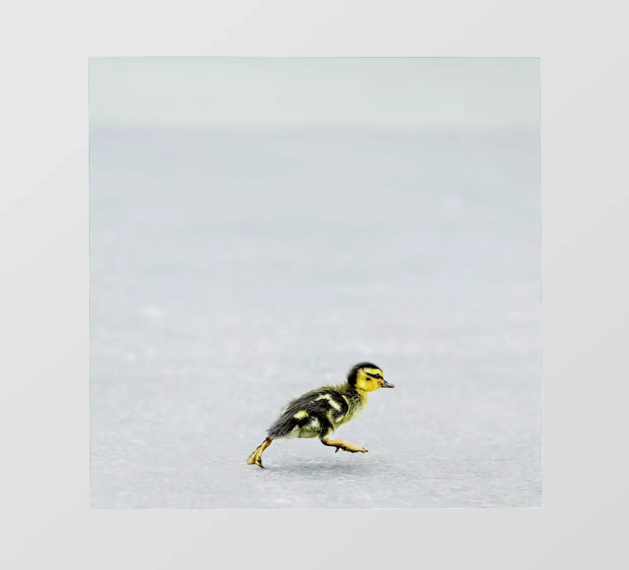 Duckling pellicola backlit da Charlotte Curd