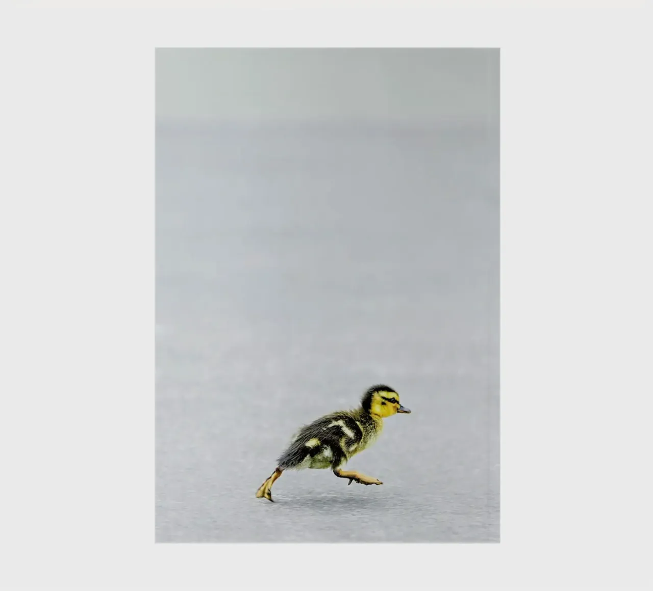 Duckling notebook by Charlotte Curd