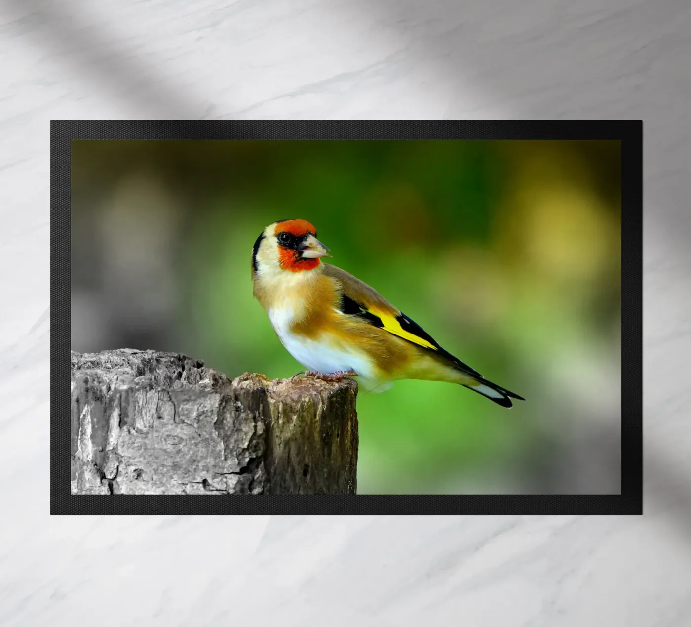 FAA212 zerbino da Thierry vobmann photography