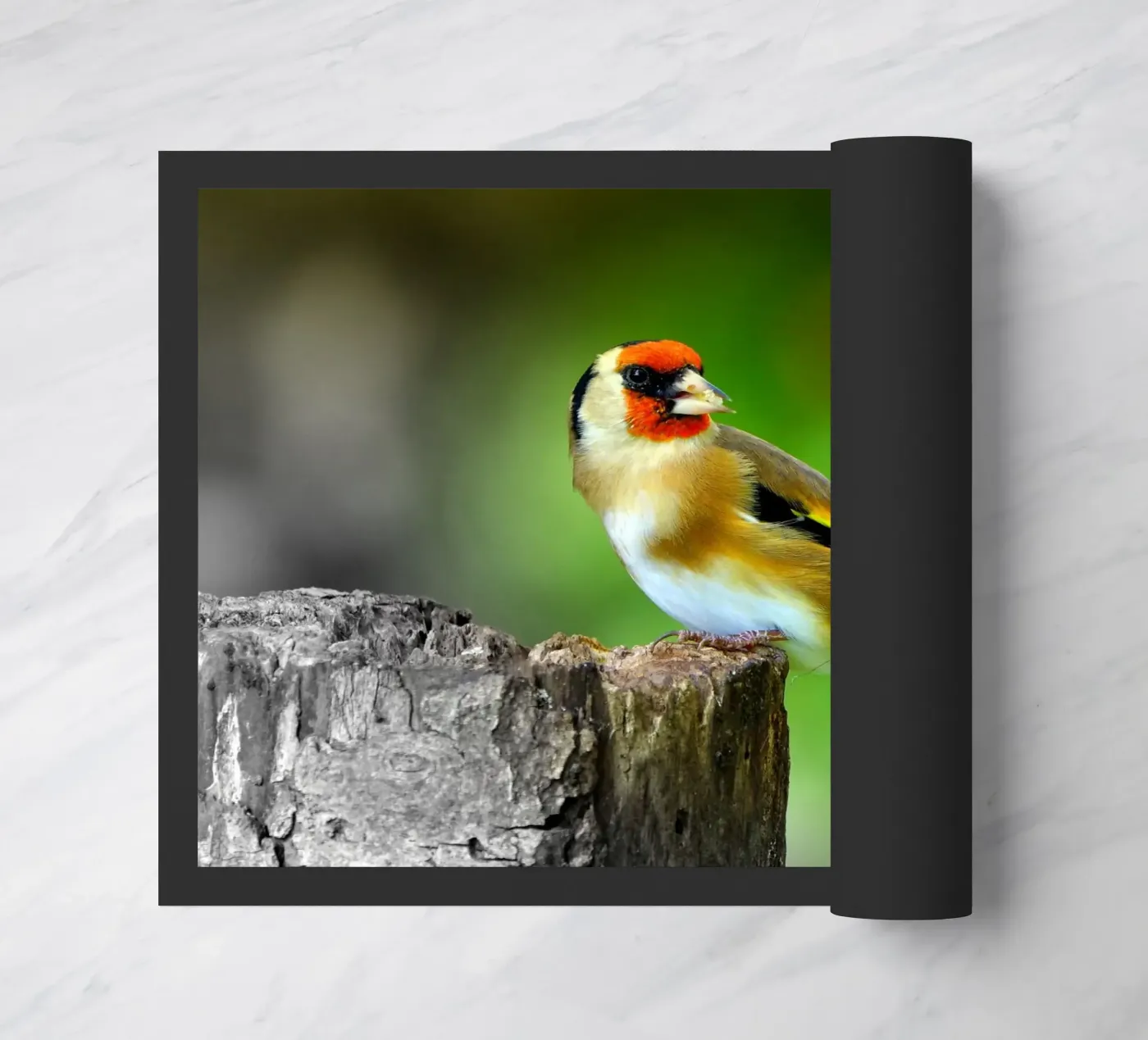 FAA212 zerbino da Thierry vobmann photography