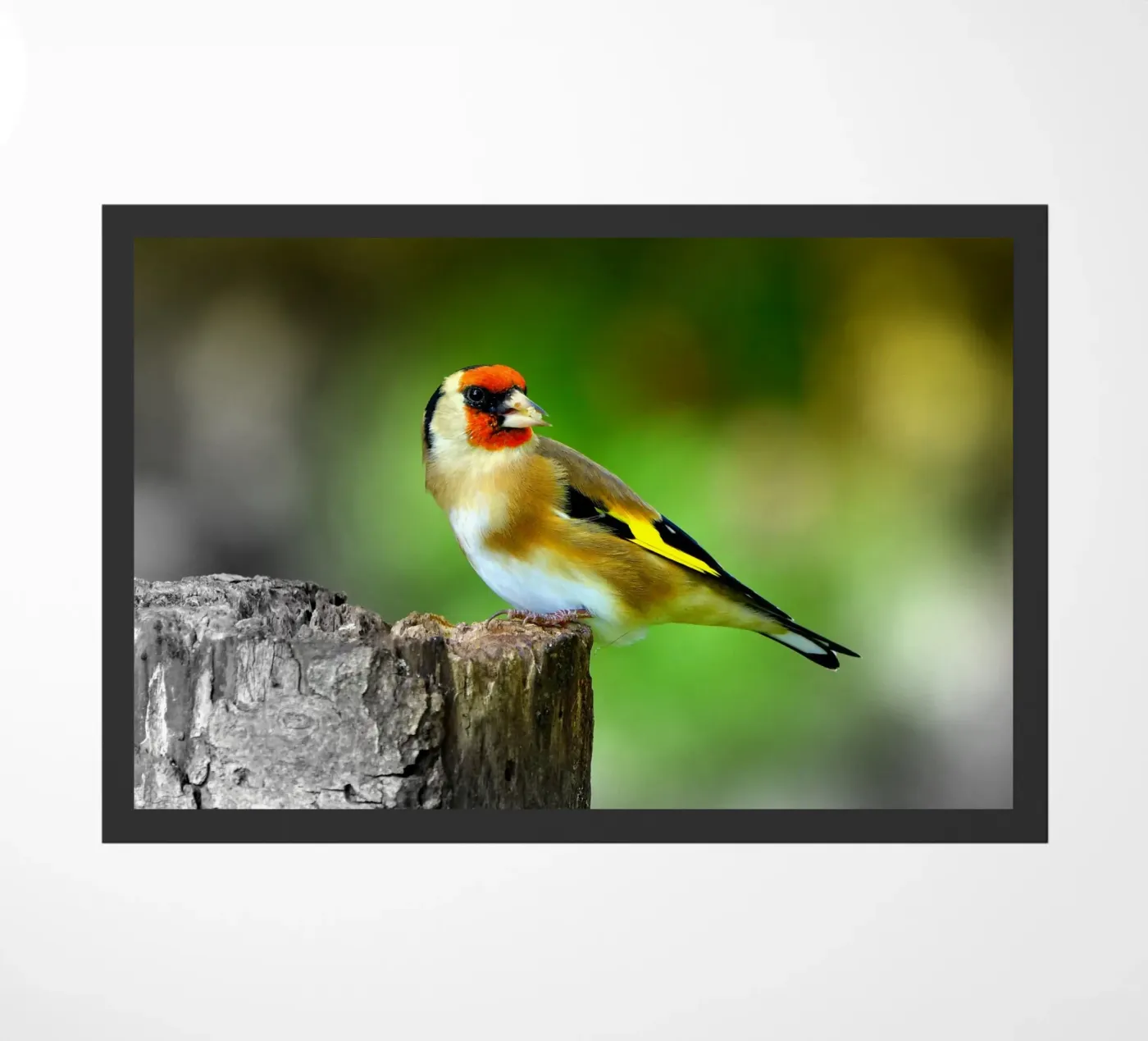 FAA212 zerbino da Thierry vobmann photography