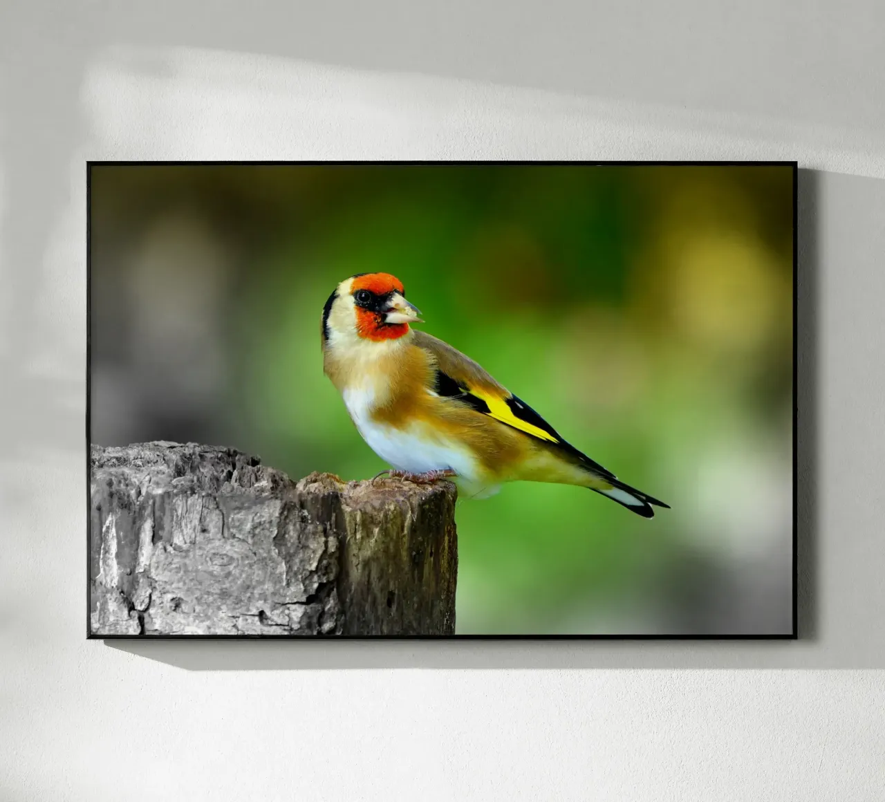 FAA212 plexiglass da Thierry vobmann photography