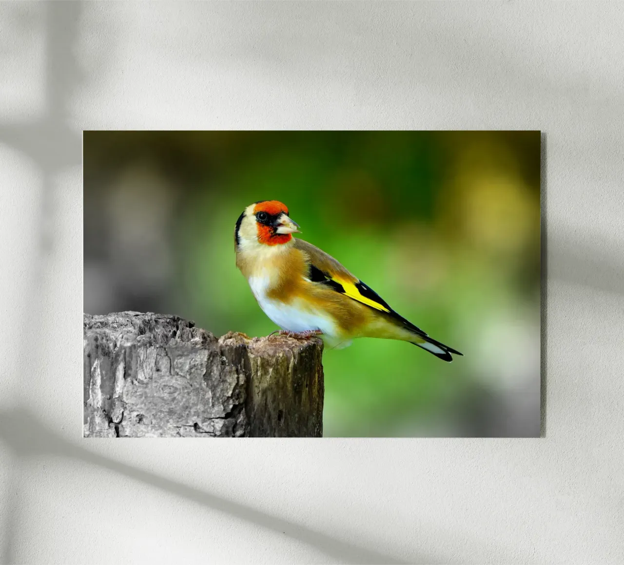 FAA212 plexiglass da Thierry vobmann photography