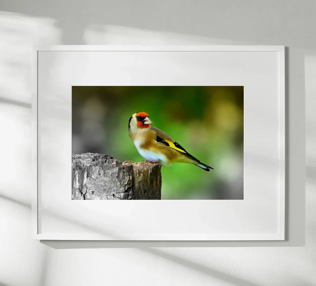 FAA212 poster da Thierry vobmann photography