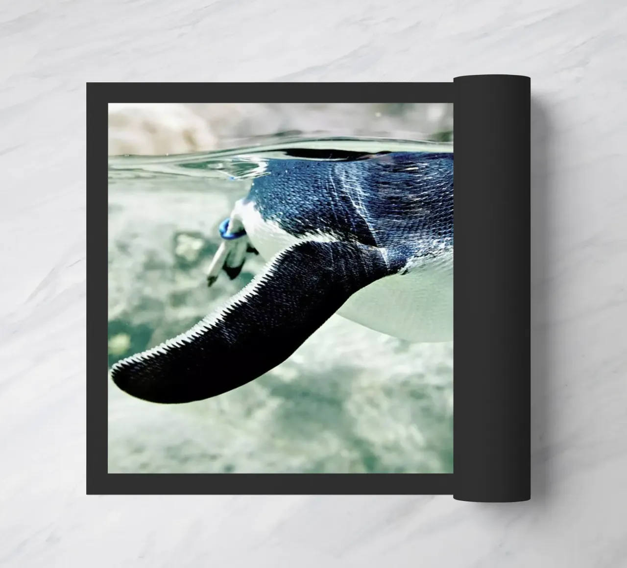 Pingu zerbino da Charlotte Curd