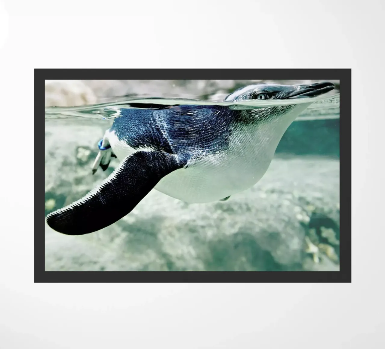 Pingu zerbino da Charlotte Curd