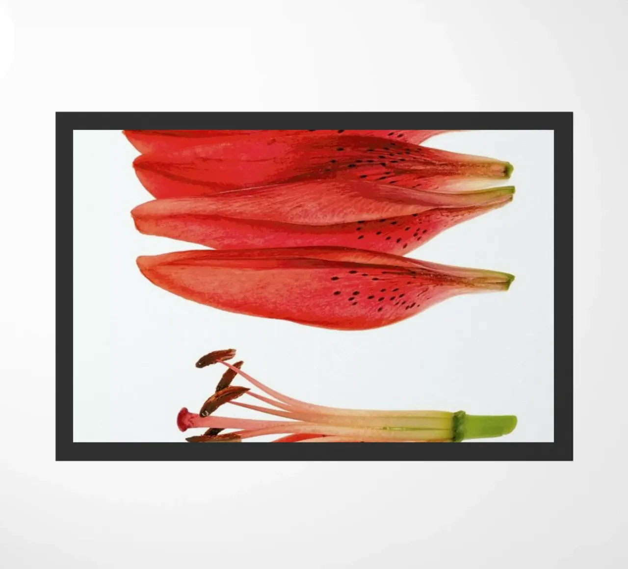 Lilly zerbino da Curious Collections by Marielle Leenders