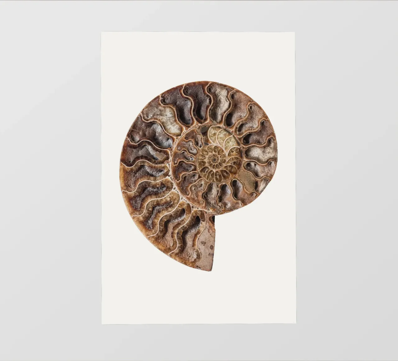 L'élégance à l'ancienne : Section transversale d'une coquille de nautile fossilisée Po papier peint photo de Curious Collections by Marielle Leenders