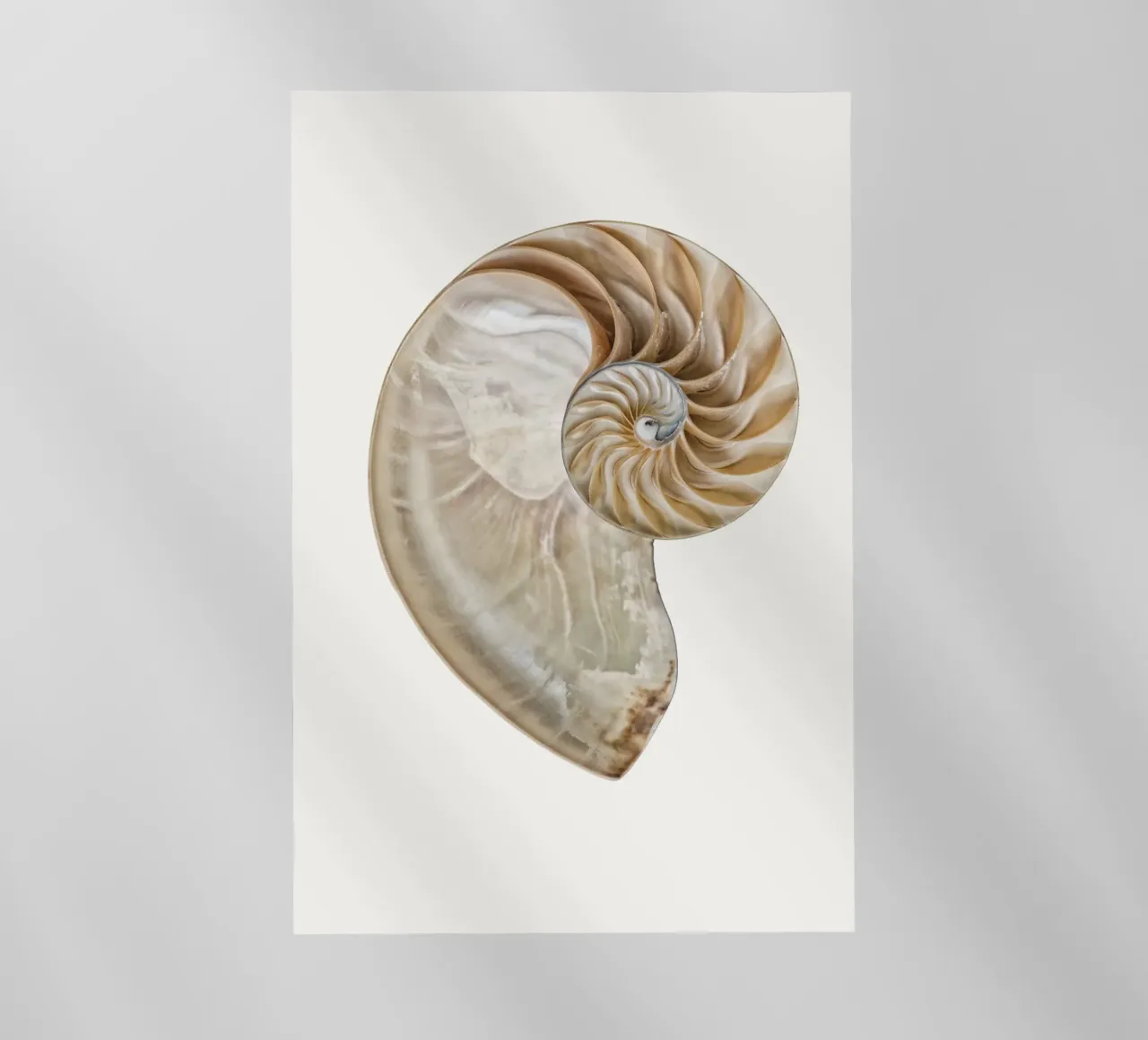 Natural Perfection: Cross-Section Nautilus Shell Poster backlit film by Curious Collections by Marielle Leenders