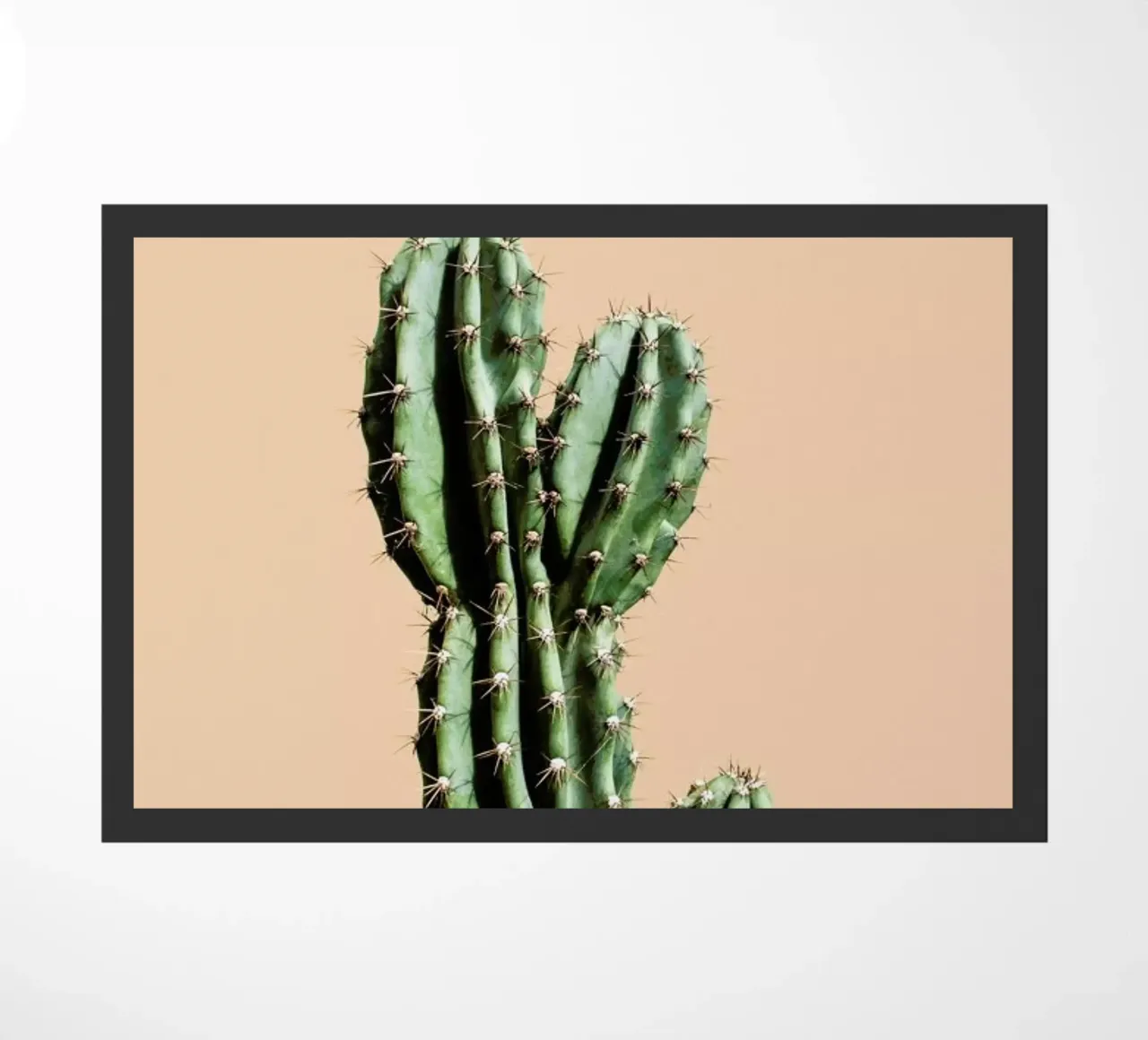 Cactus 01 zerbino da Marc Schulthess