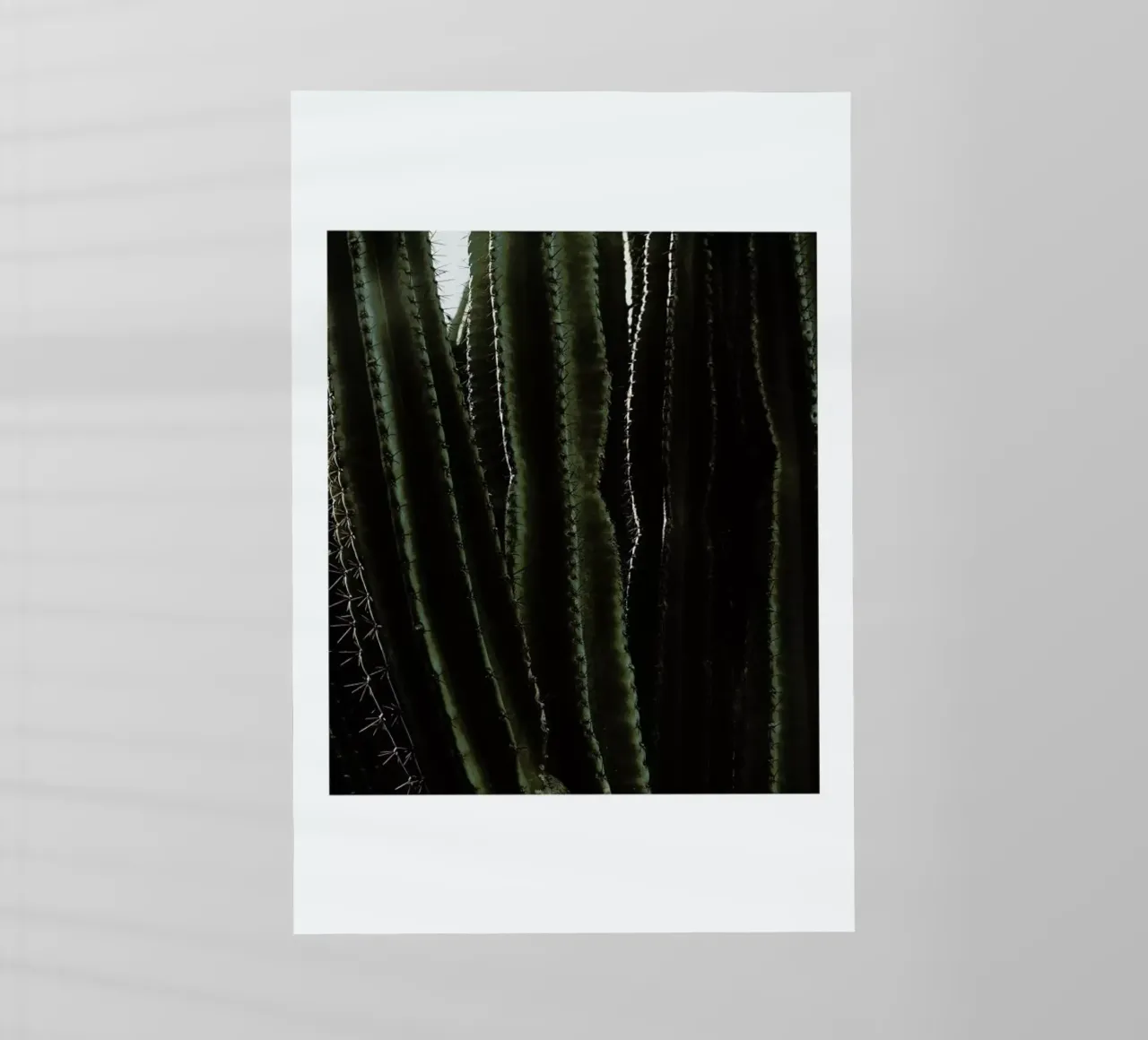 Cactus 01 pellicola backlit da Laura Palm